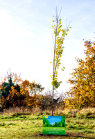 Royal Greenwich - National Tree Week, 22 Trees Planted in 22 Wards