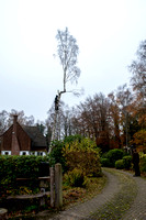 Tree felling -Spinney Cottage